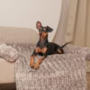 Sofa Mat | Dog Bed Cover for Sofa & Bed