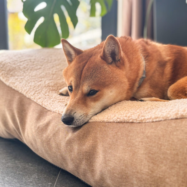 Beddy-bye Dog Bed – Bouclé Beige