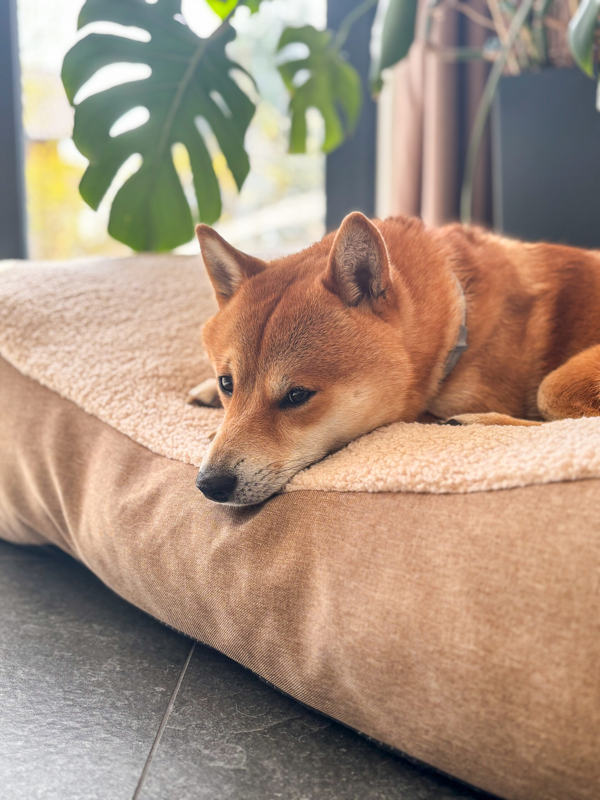 Beddy-bye Dog Bed – Bouclé Beige