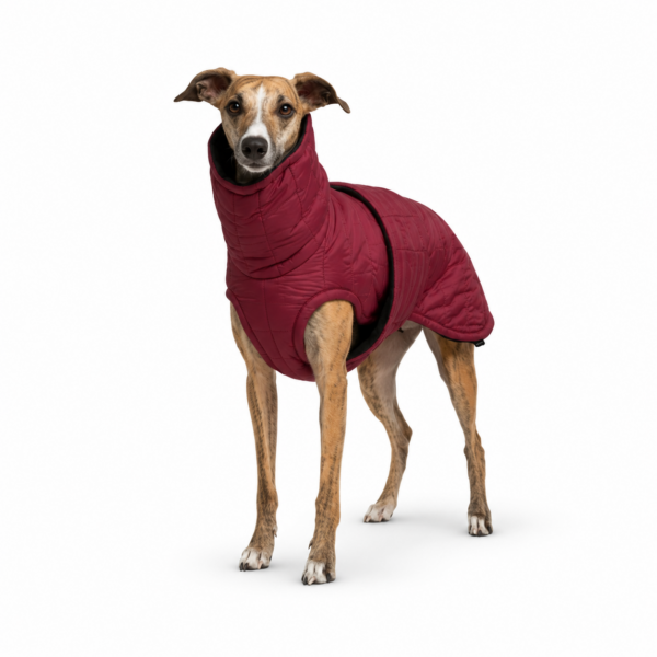 Sighthound Winter Jacket – Bordeaux